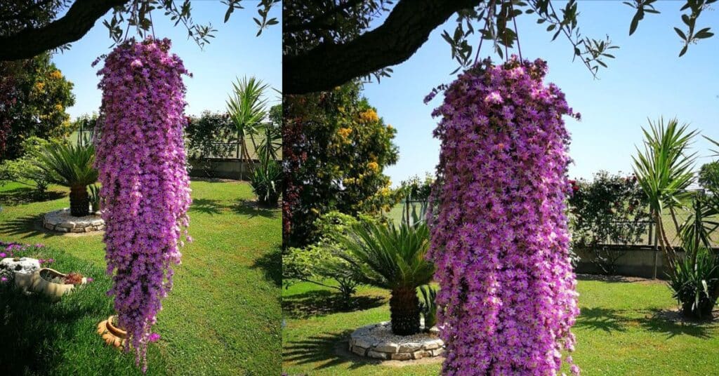 barba di giove pendente