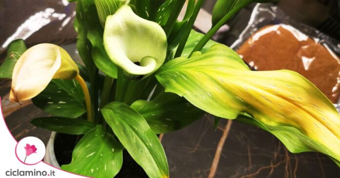 calla foglie gialle