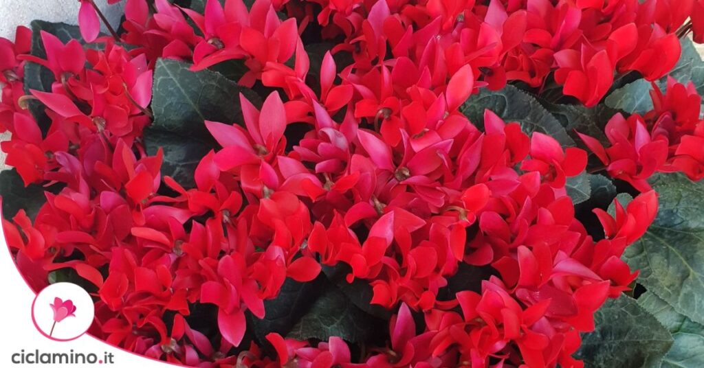 ciclamino rosso