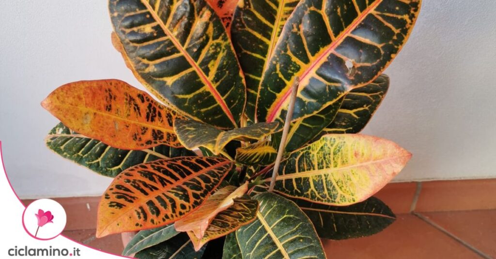 croton