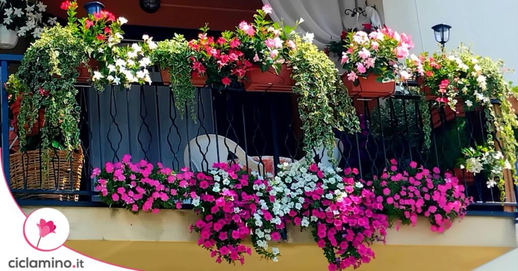 fiori balcone primavera