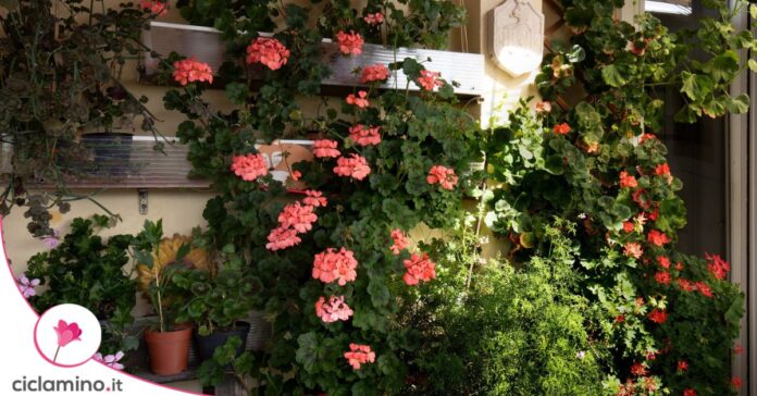 geranio Pelargonium balcone