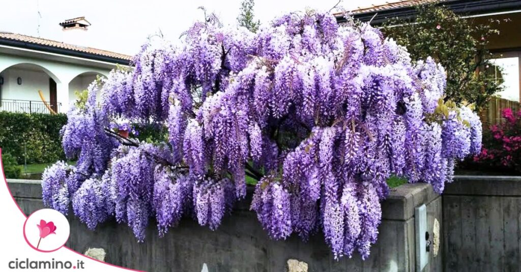 glicine fiori