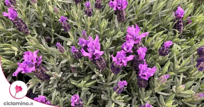 lavanda