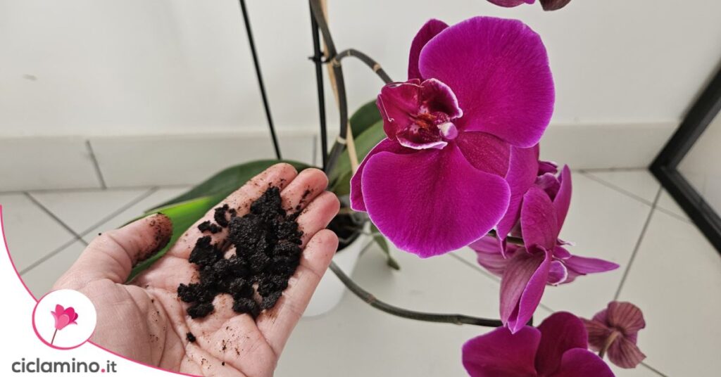 orchidea concime caffe