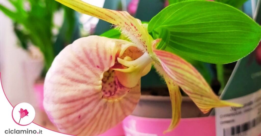 orchidea cypripedium scarpetta di venere
