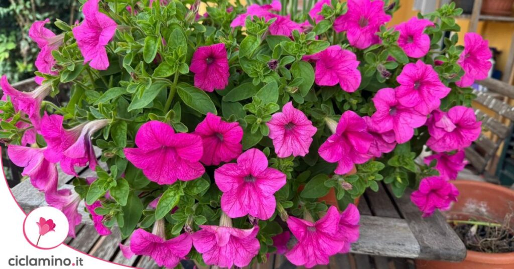 petunie fucsia