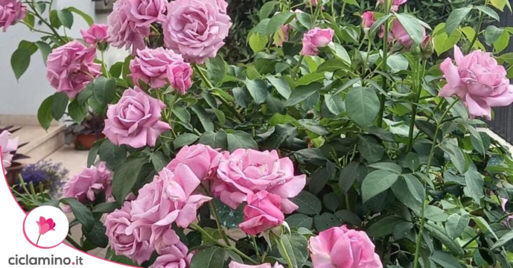 rose profumate senza spine
