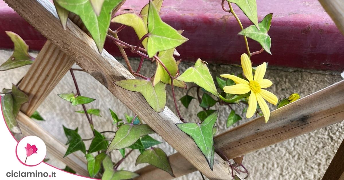12 Supporti Per Piante Rampicanti – Anelli Di Fissaggio Per Fiori, Pomodori E Piante Da Interno/Esterno - 3