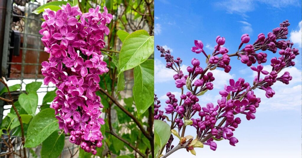 syringa lilla