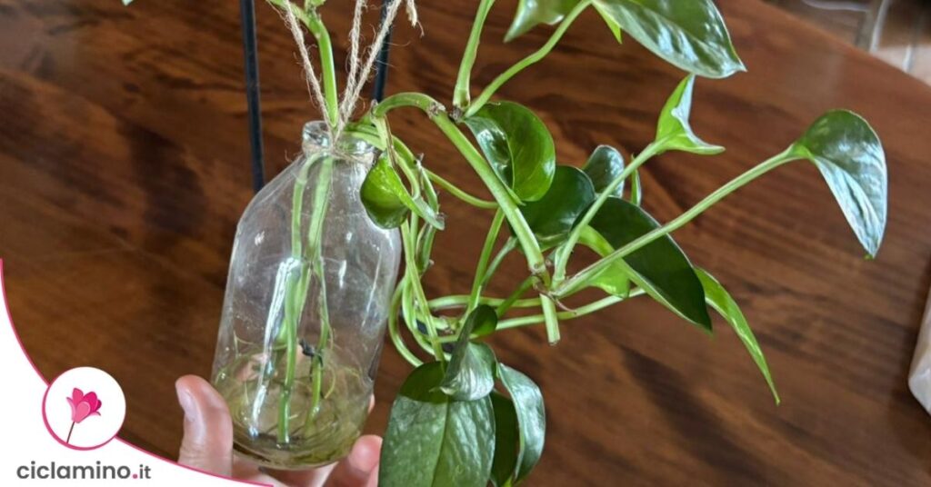 talea pothos in acqua