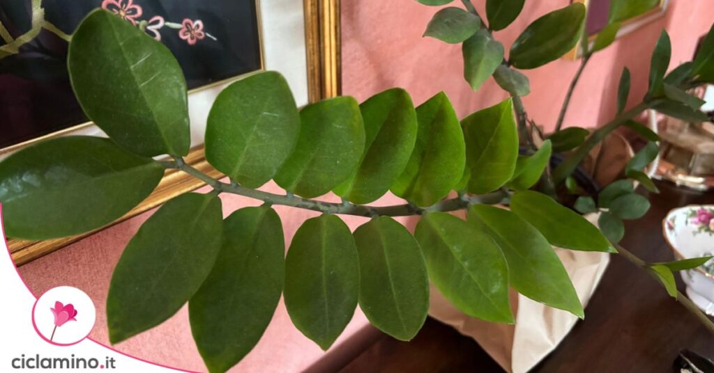 zamioculcas
