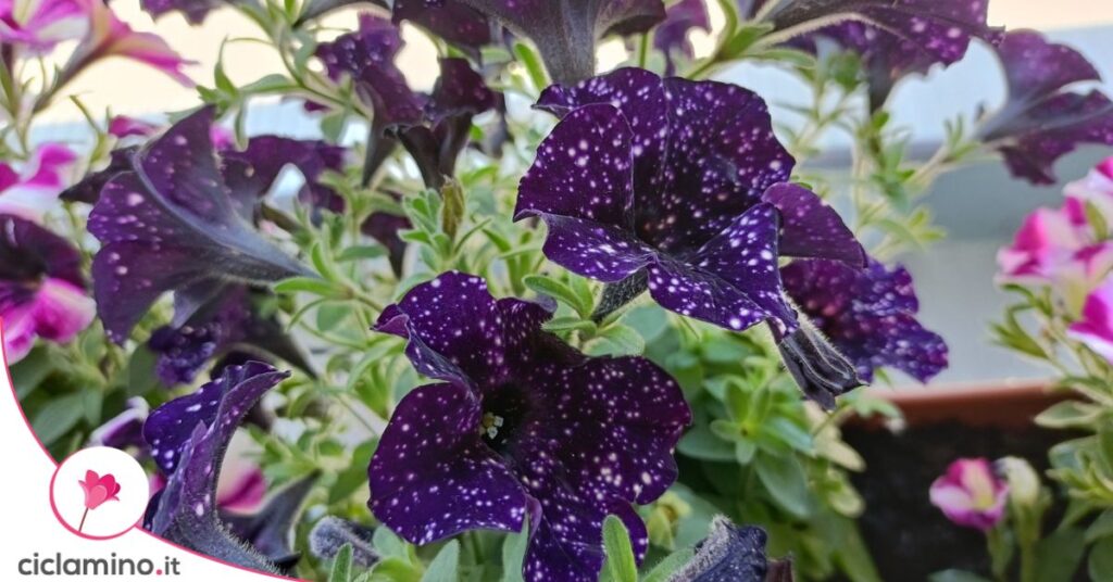 Happytoonia Starry Blue