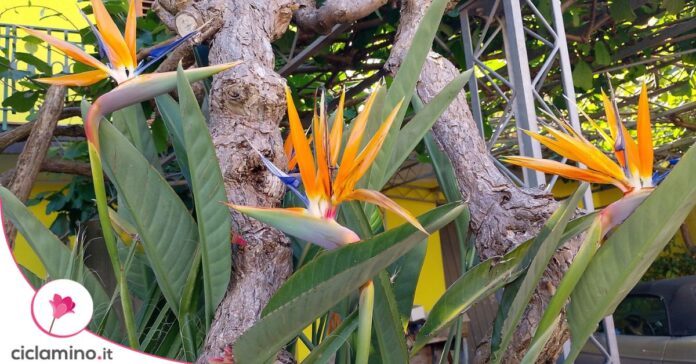 Strelitzia