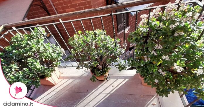 albero di giada balcone