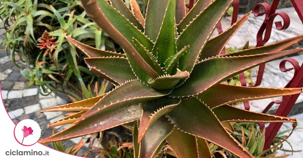 aloe vera water Parrot Aloe Vera Coconut Water main image 0