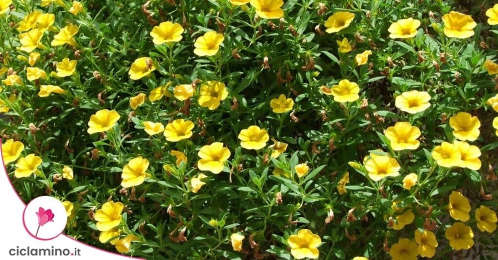 calibrachoa petunia nana