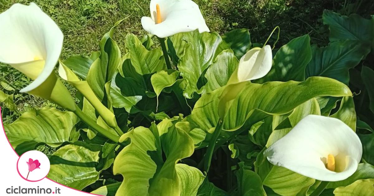 La tecnica dei giardinieri per prolungare la fioritura della calla