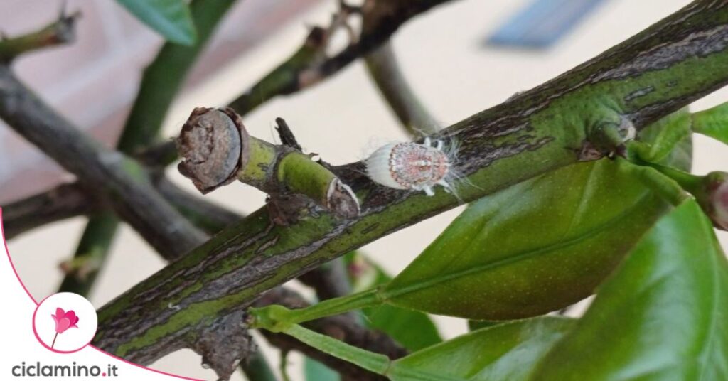cocciniglia