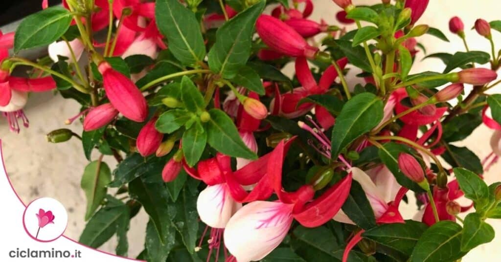 fucsia