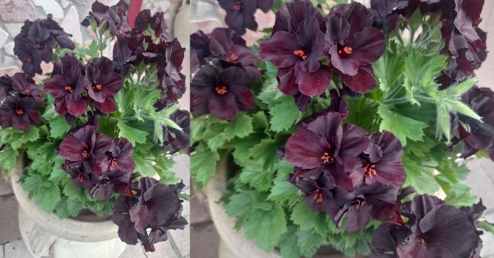 geranio Pelargonio nero