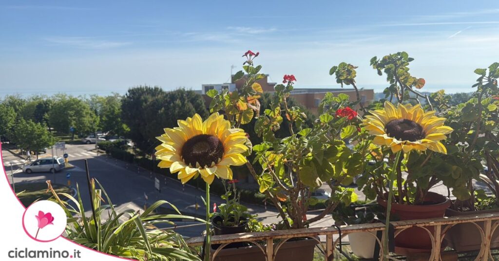 girasoli balcone