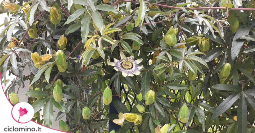 passiflora boccioli