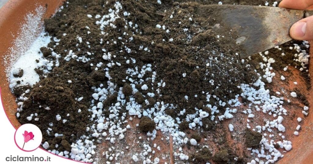 perlite - miscela terriccio