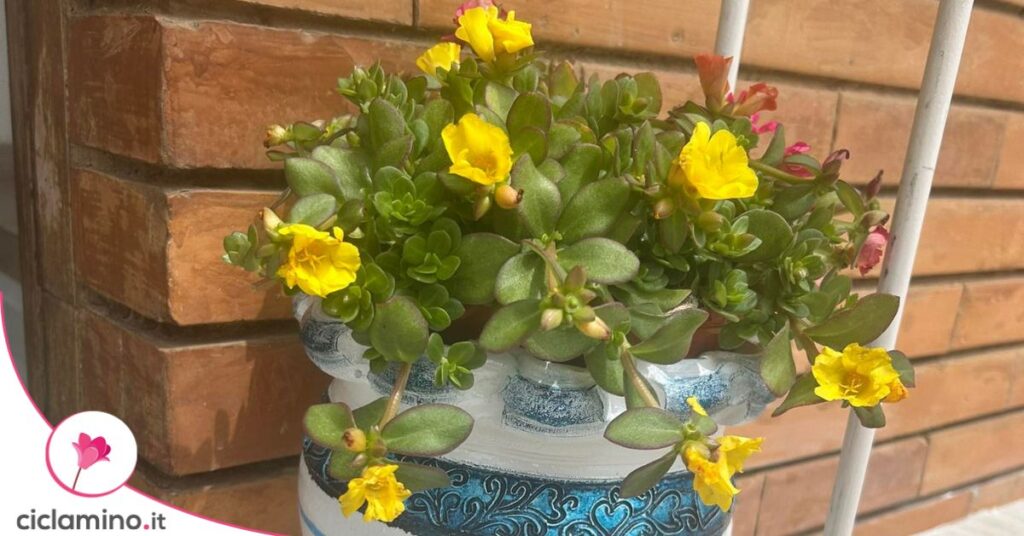 portulaca fiorita