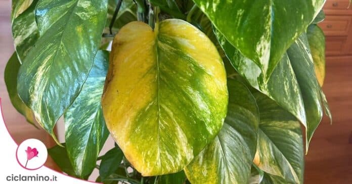 pothos foglie gialle