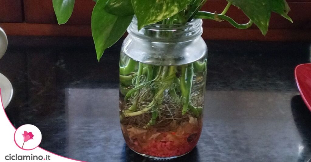 pothos in acqua