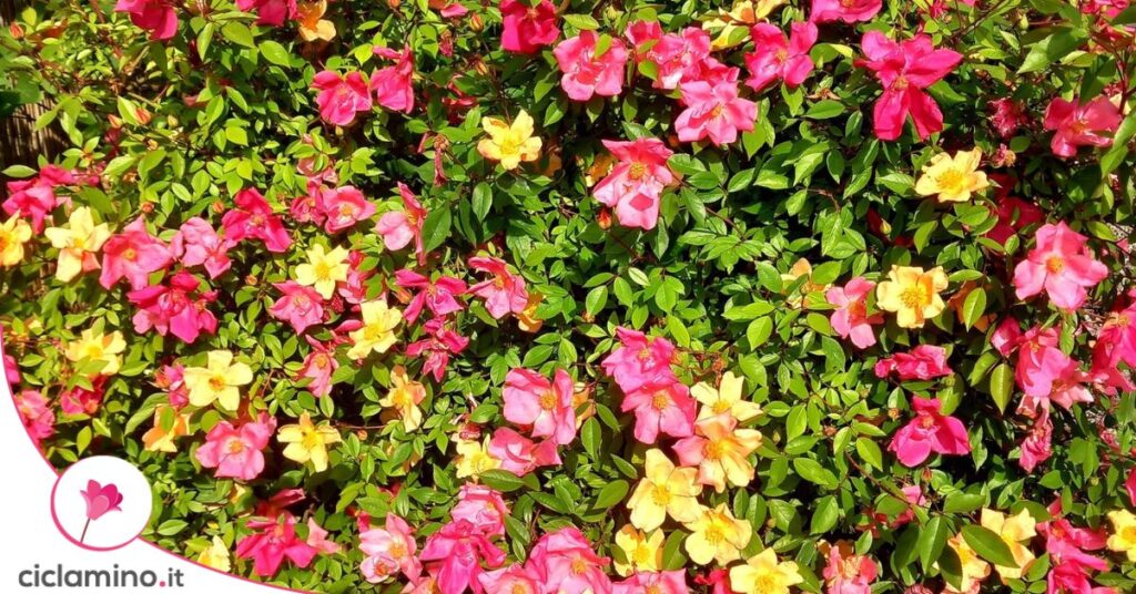 rosa Chinensis Mutabilis