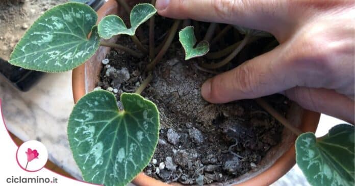 terreno ciclamino