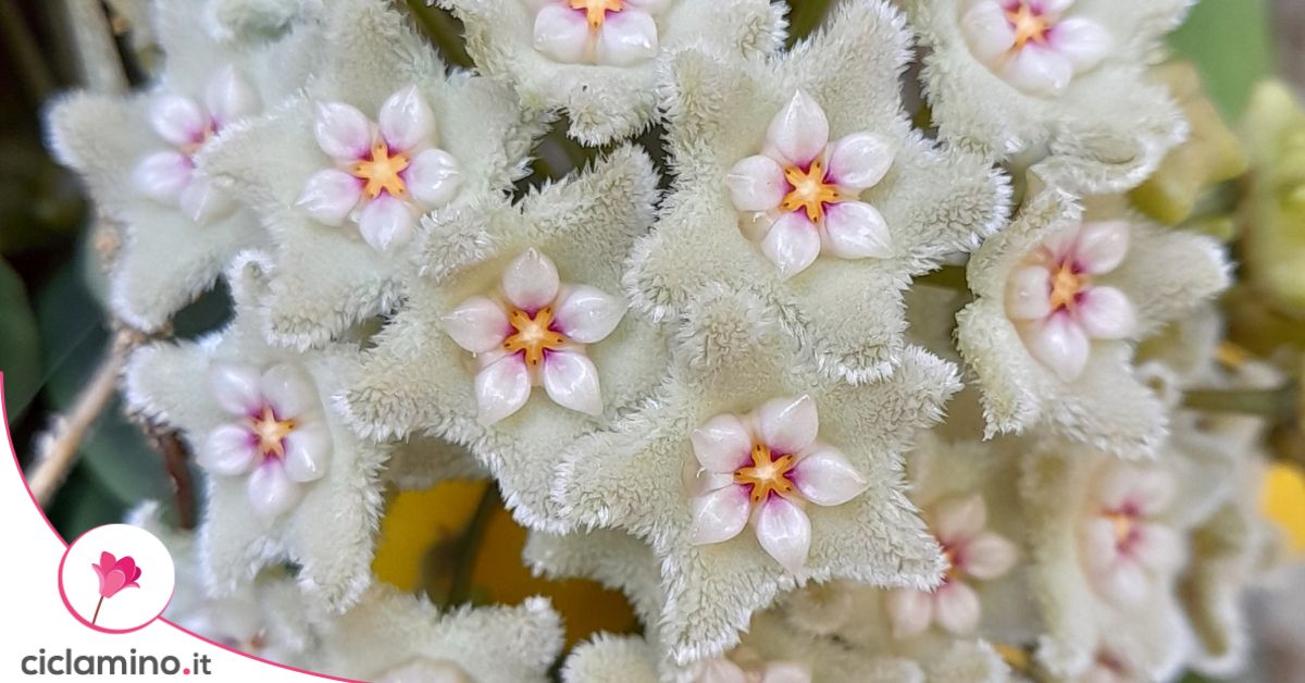 se-ti-piace-il-fiore-di-cera-dovresti-conoscere-queste-variet-di-hoya