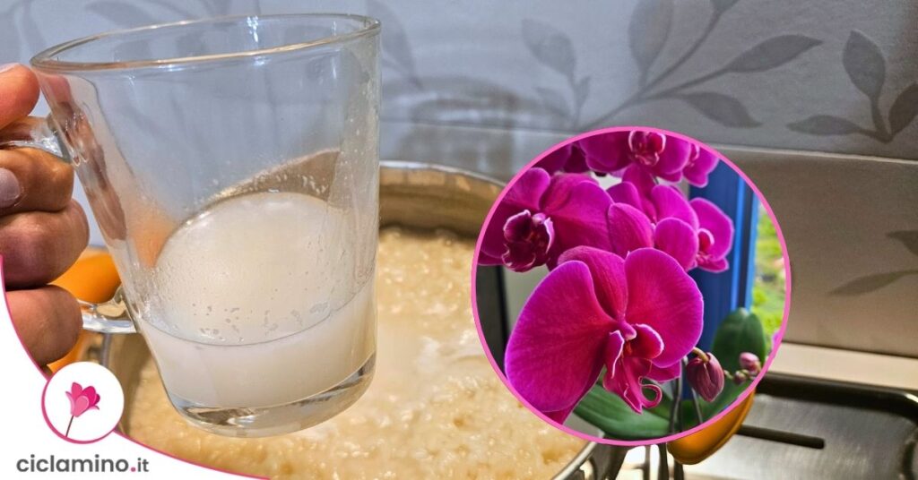 acqua di riso orchidea
