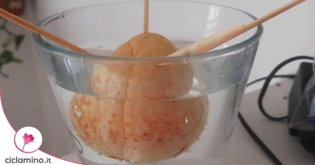 avocado nocciolo