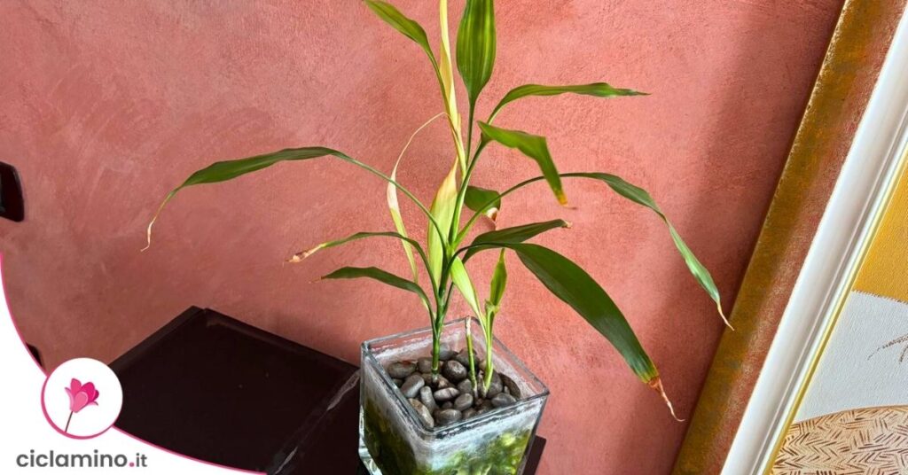 bamboo della fortuna