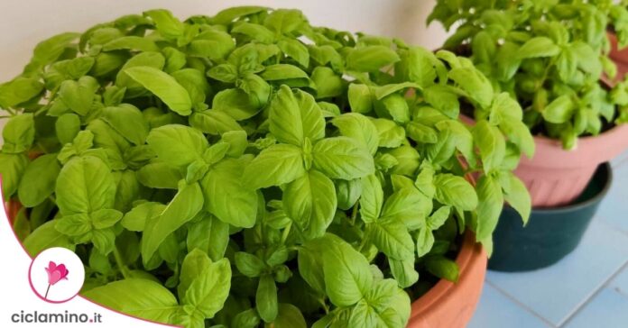 basilico