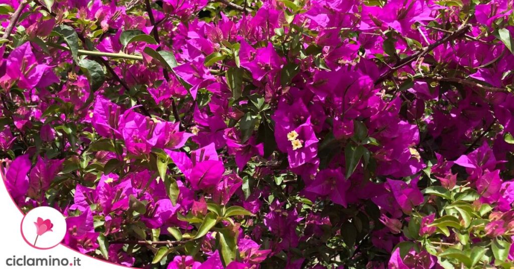 bouganvillea