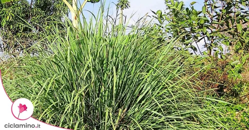 citronella