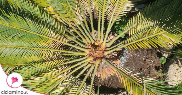 cycas gialla