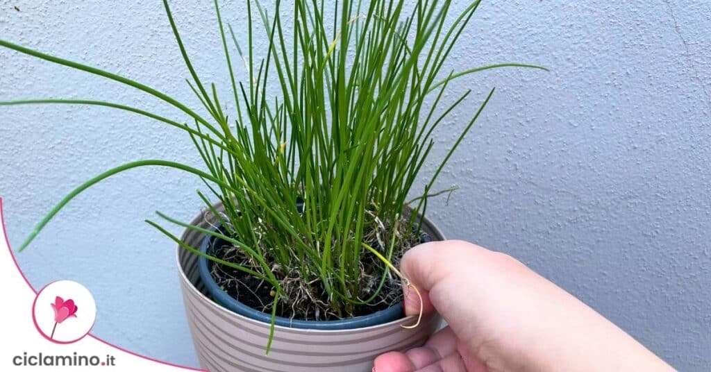 erba cipollina
