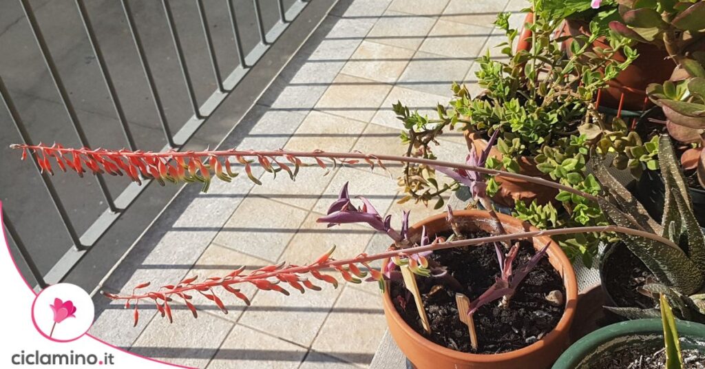 fiori aloe vera