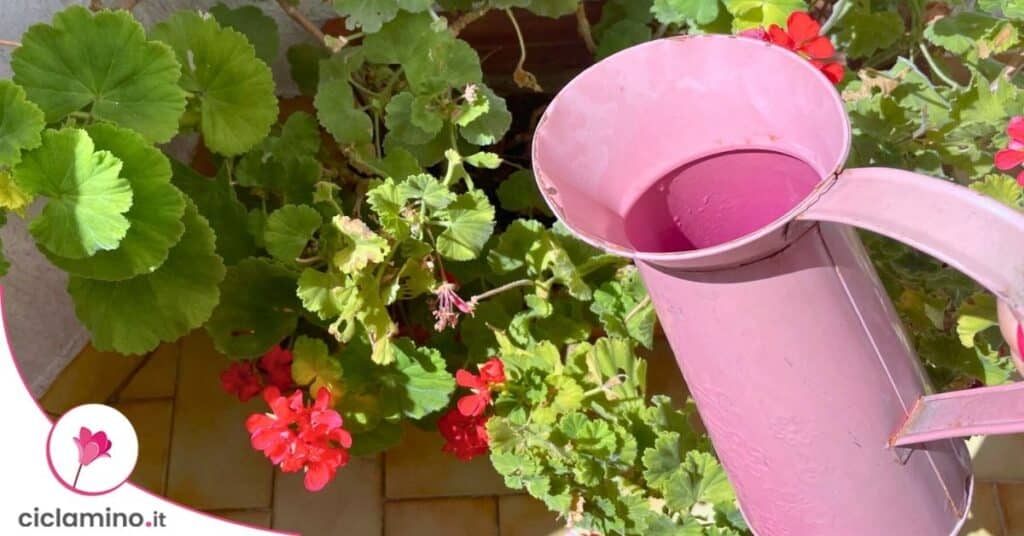 innaffiare geranio
