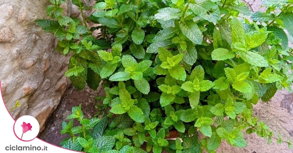menta piperita