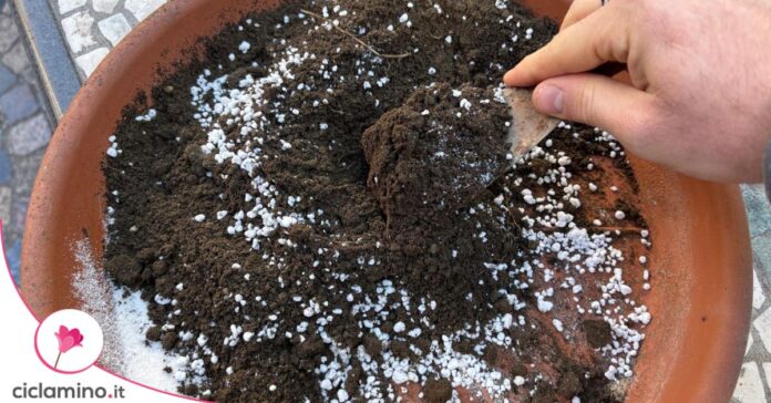 miscele terriccio
