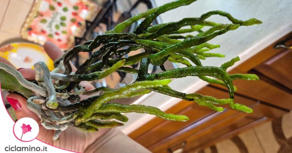 orchidea radici verdi