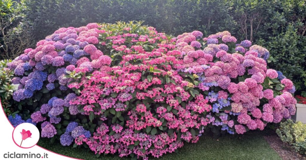 ortensie