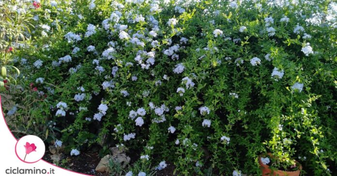 plumbago