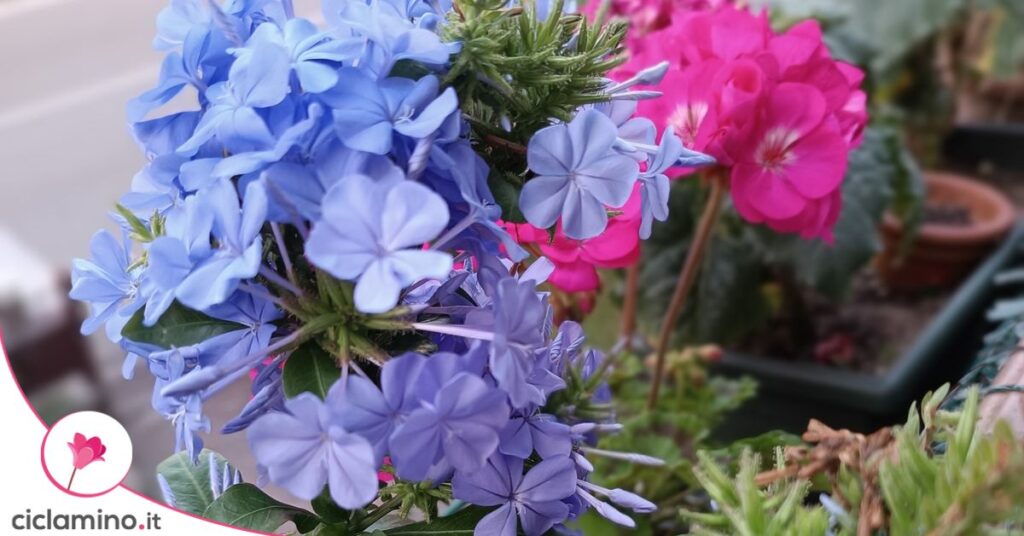 plumbago